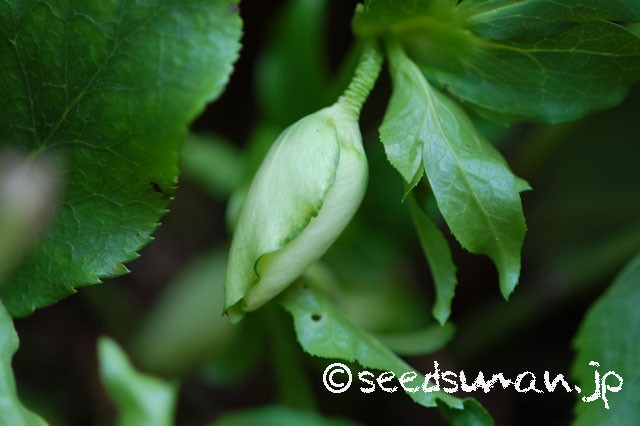 helleborus_orientalis_hyb_20150212
