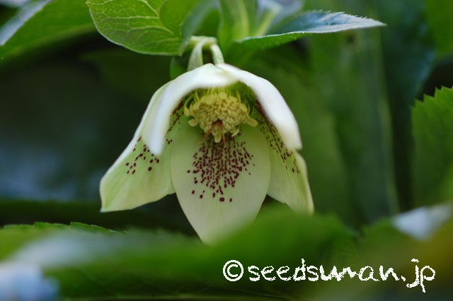 helleborus_orientalis_spotted_20150221