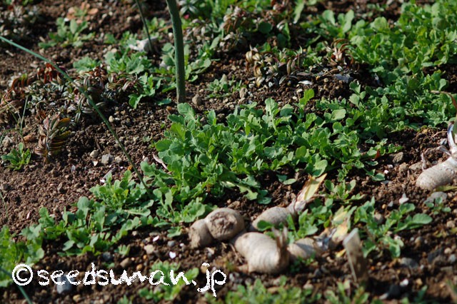 papaver_rhoeas_EngelsChoir_20150212_1