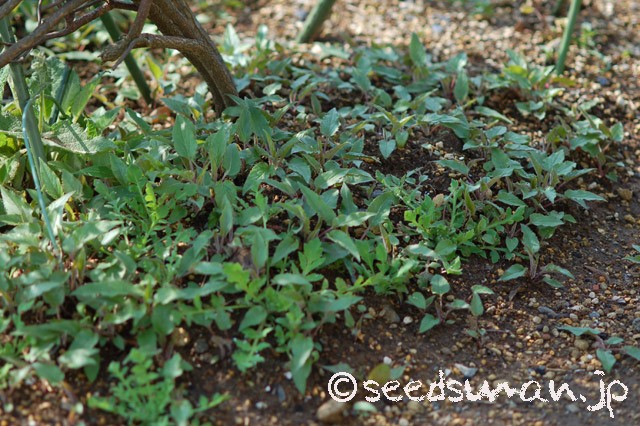 adenophora_potaninii_20150322