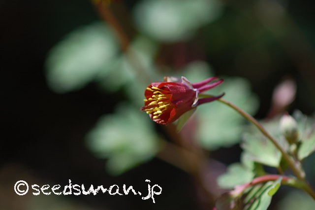 aquilegia_viridiflora_20150324_1