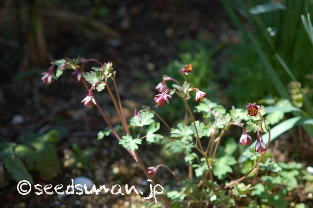 aquilegia_viridiflora_20150324_2