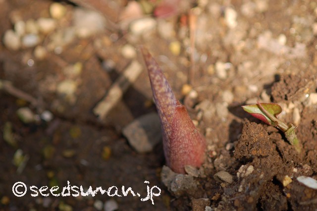 arisaema_ringens_20150323
