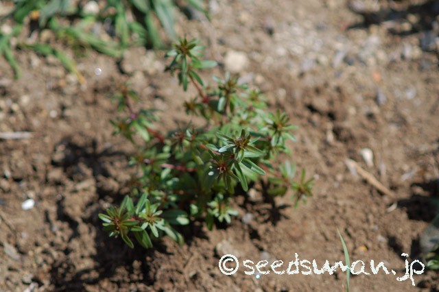 asperula_orientalis_20150328