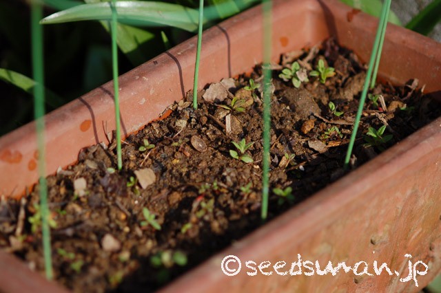 cistus_incanus_20150322