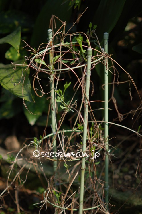 clematis_tangutica_20150322