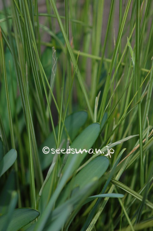 gladiolus_tristis_v_concolor_viridiflora_20150323