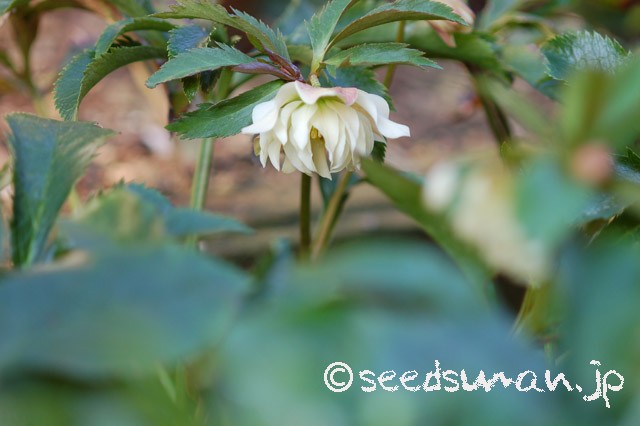 helleborus_WashfieldDoubles_20150312