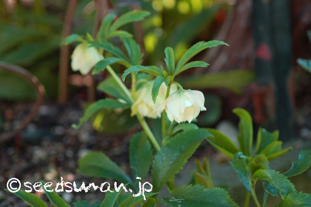 helleborus_WashfieldDoubles_20150325