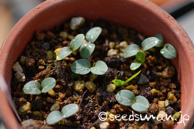 helleborus_lividus_ssp_corsicus_20150322