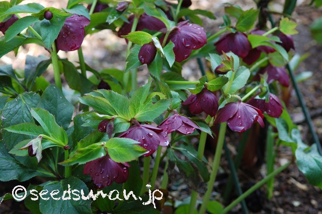 helleborus_orientalis_Haru_20150317_1