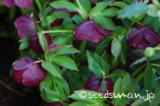 helleborus_orientalis_Haru_20150317_2