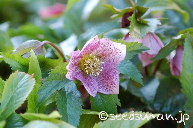 helleborus_orientalis_RR_20150312