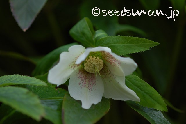 helleborus_orientalis_hyb_20150321_2