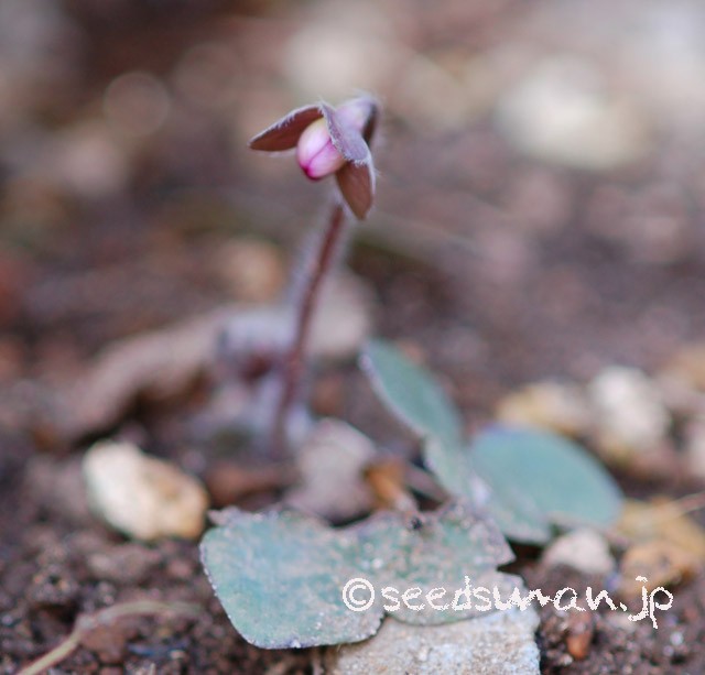 hepatica_nobilis_20150312