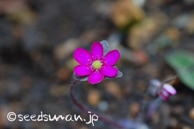 hepatica_nobilis_20150317_1