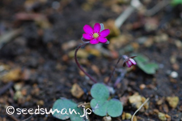 hepatica_nobilis_20150317_2