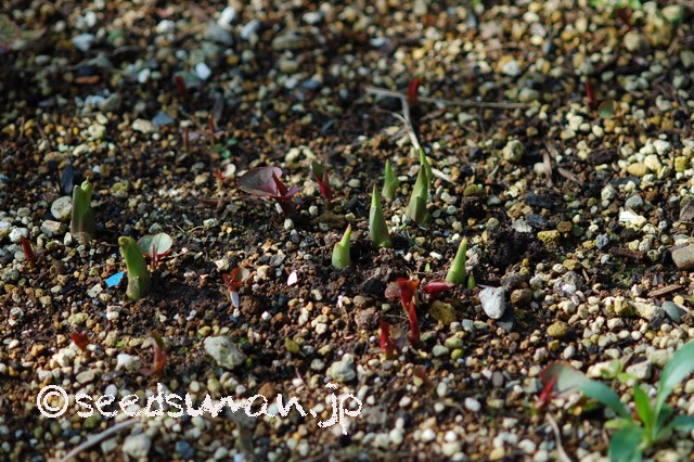 hosta_fluctuanus_Sagae_20150322