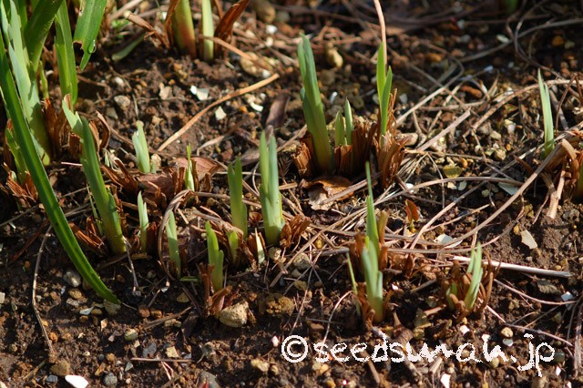 iris_sanguinea_20150323