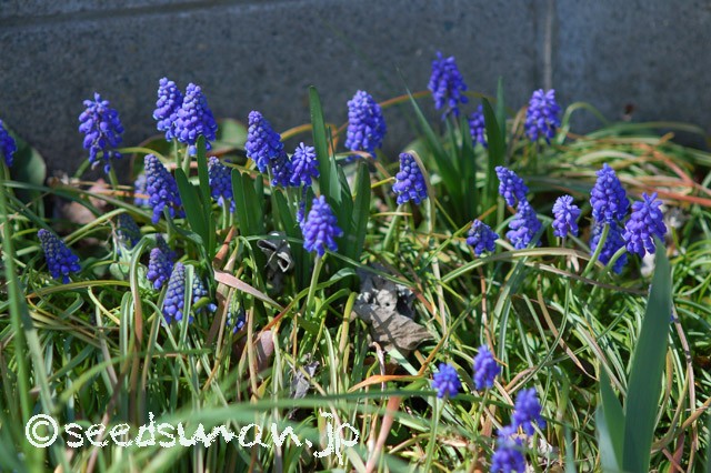 muscari_armeniacum_20150328