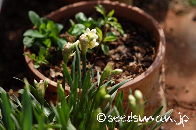 narcissus_Erlicheer_20150322