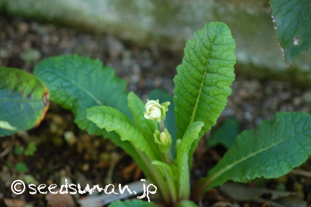 primula_JackintheGreen_Y_20150326