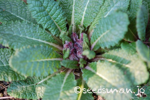 primula_sp_20150312