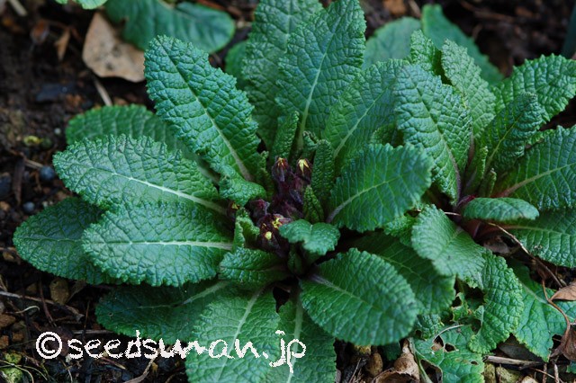 primula_vulgaris_OsieredAmber_20150317