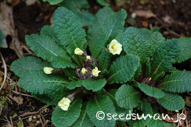 primula_vulgaris_OsieredAmber_20150321