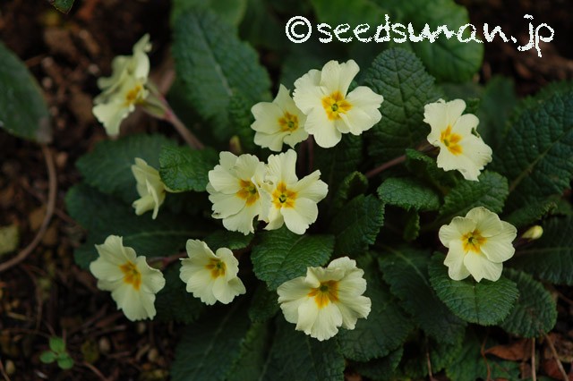 primula_vulgaris_OsieredAmber_20150328