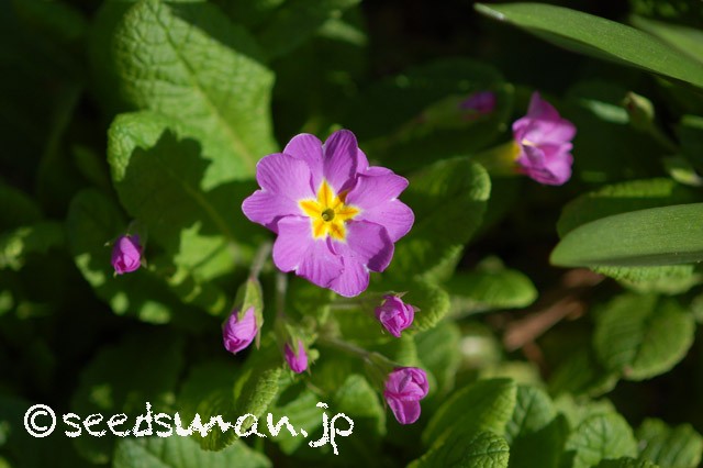 primula_x_polyantha_kura_20150326