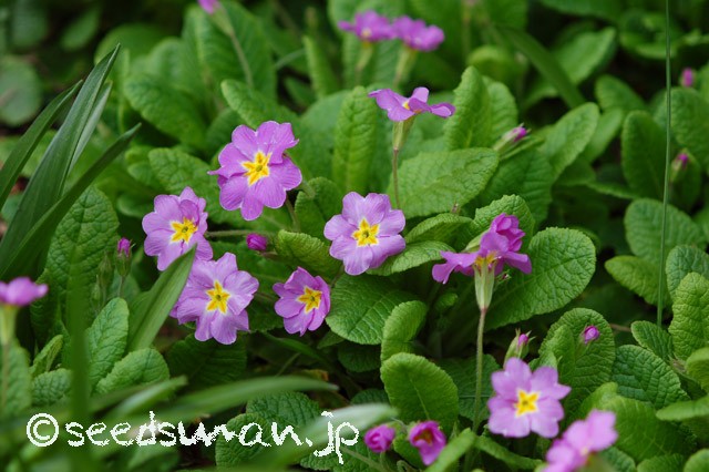 primula_x_polyantha_kura_20150328