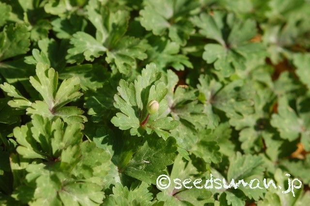 anemone_flaccida_20150402