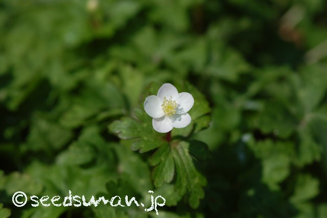 anemone_flaccida_20150406
