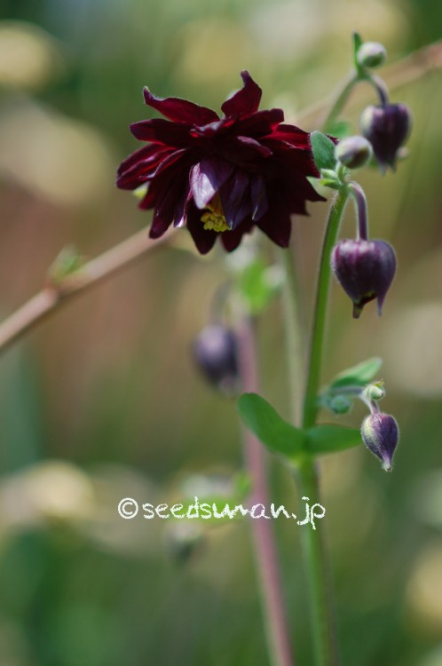 aquilegia_BlackBarlow_20150428