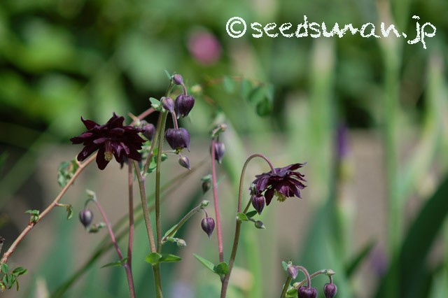 aquilegia_BlackBarlow_20150430