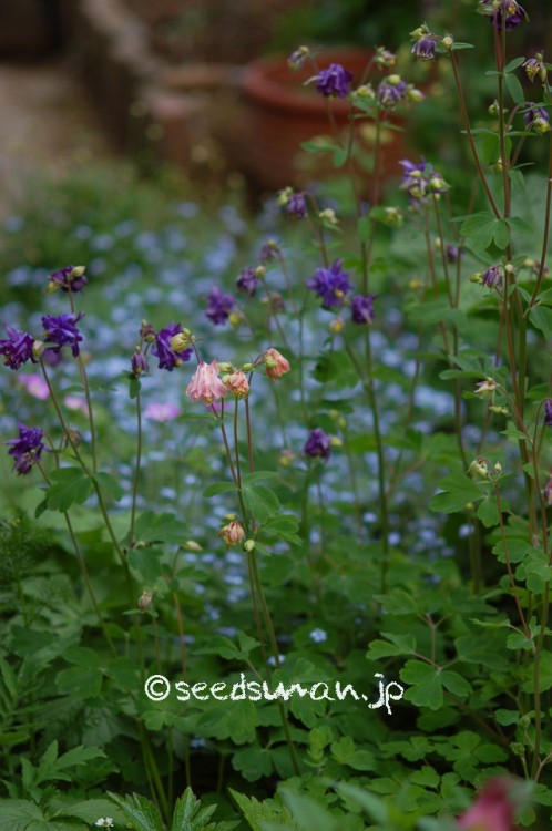 aquilegia_DoublePleats_20150425