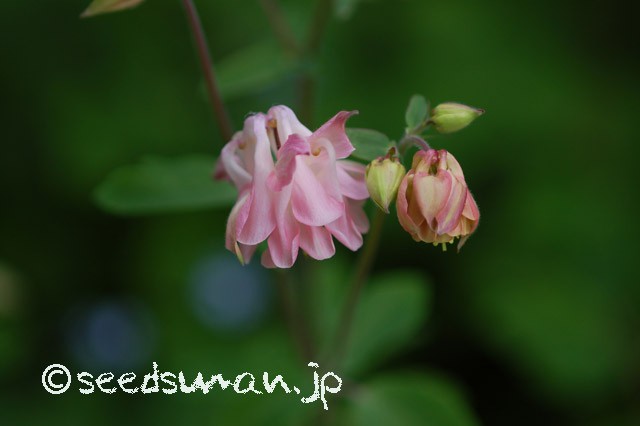 aquilegia_DoublePleats_20150425_2