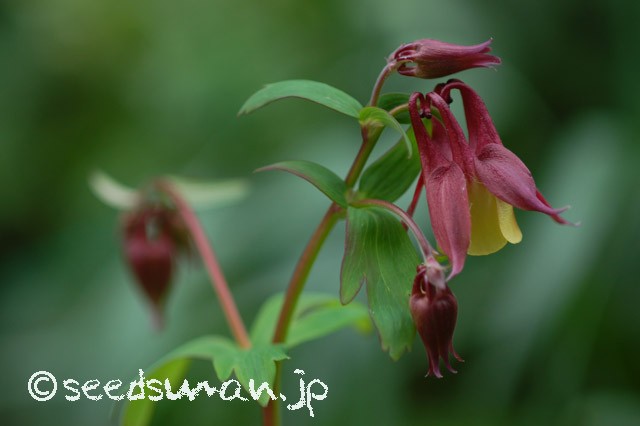 aquilegia_buerugeriana_v_oxysepala_20150420