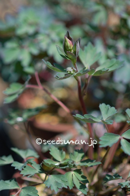 aquilegia_canadensis_20150402