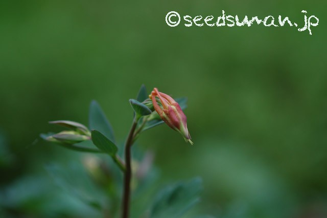 aquilegia_canadensis_20150406