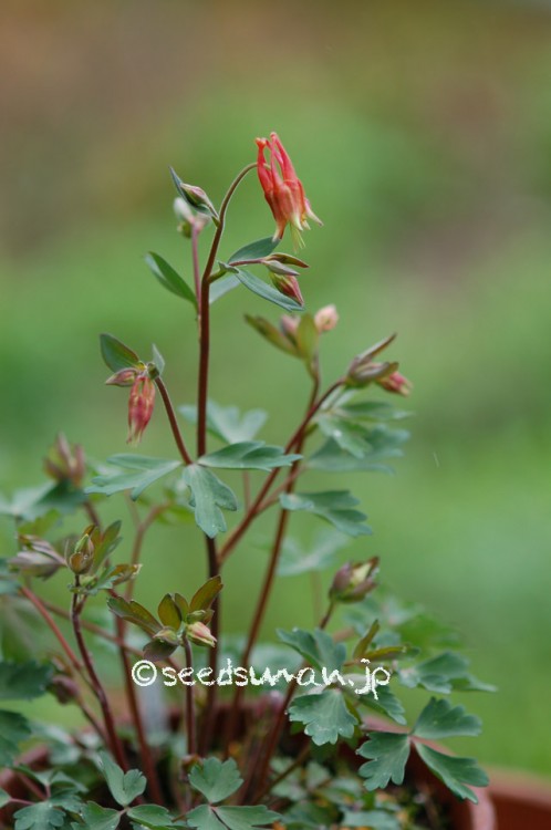 aquilegia_canadensis_20150411