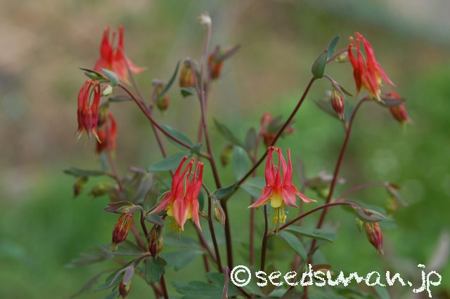 aquilegia_canadensis_20150417_1