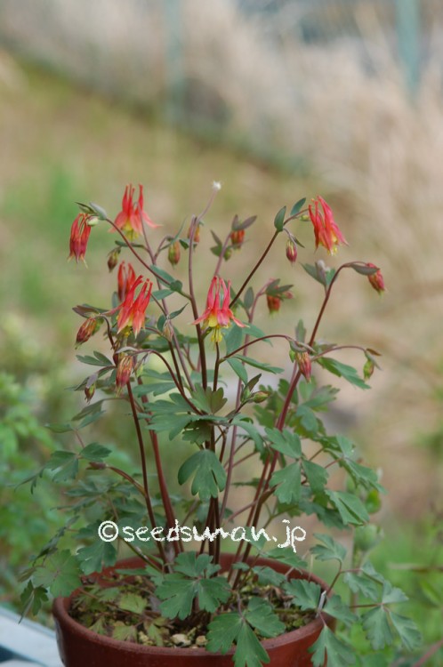 aquilegia_canadensis_20150417_2