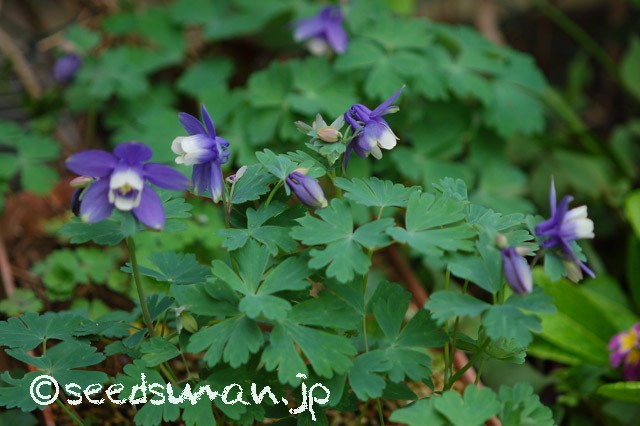 aquilegia_flabellata_v_pumila_20150420