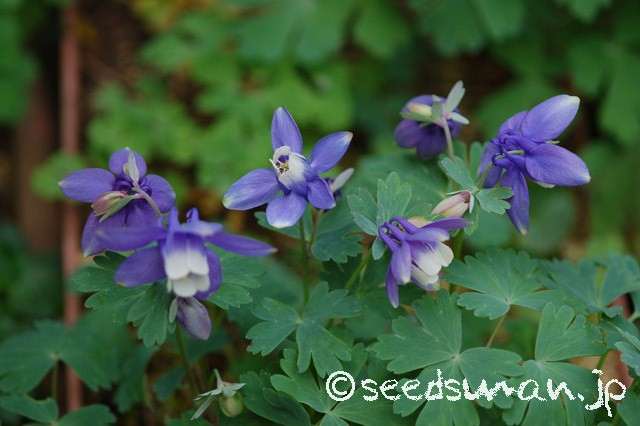 aquilegia_flabellata_v_pumila_20150422