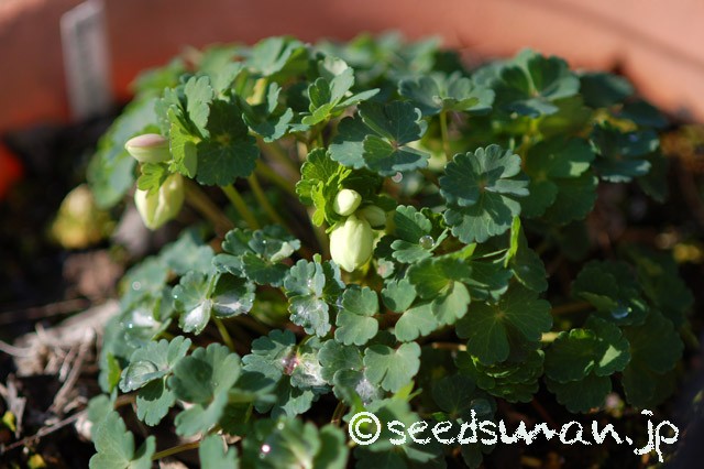 aquilegia_flabellata_v_pumila_Pink_20150409