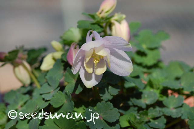aquilegia_flabellata_v_pumila_Pink_20150415_2