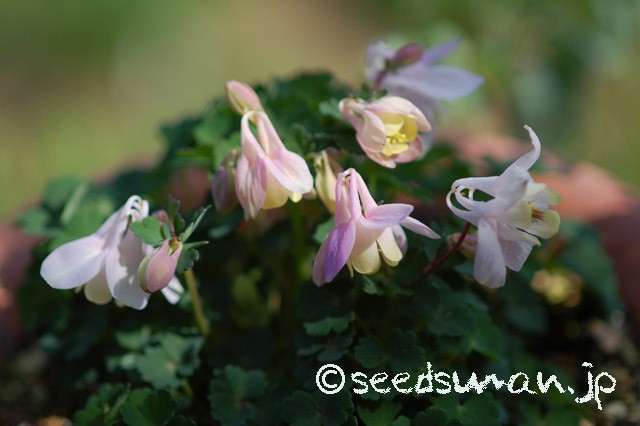 aquilegia_flabellata_v_pumila_Pink_20150418
