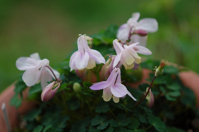 aquilegia_flabellata_v_pumila_Pink_20150420